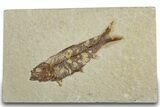 Detailed Fossil Fish (Knightia) - Wyoming #318498-1